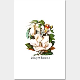 Magnoliaceae Posters and Art